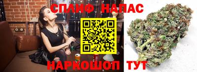 гашик Будённовск